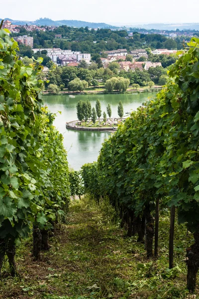 Vineyards in Stuttgart — Stock Photo, Image