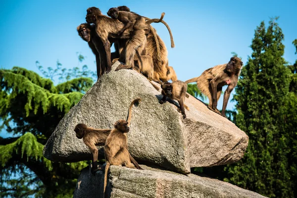 Monkeys on a rock — Stock Photo, Image