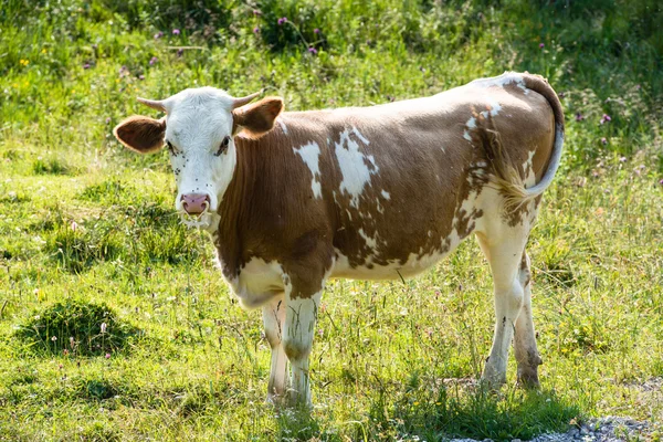 Brown Cow´s Head — Stok fotoğraf