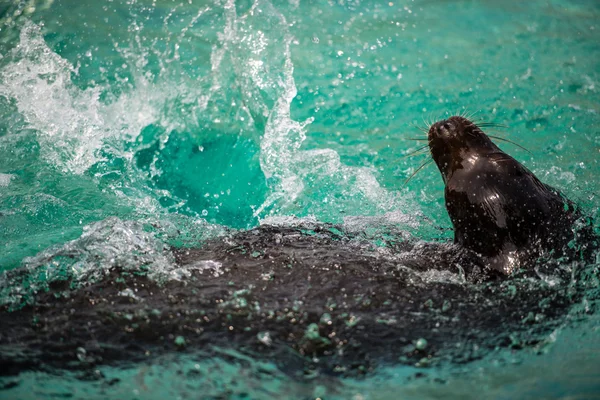 León marino (foca) en agua — Foto de Stock