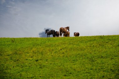 yağmur tepede otlayan atlar