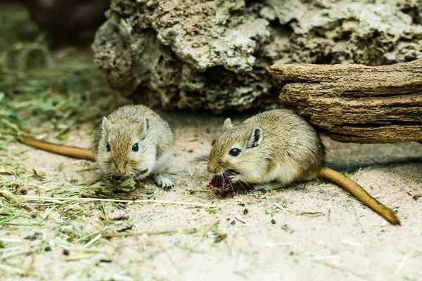 Iki gerbils — Stok fotoğraf