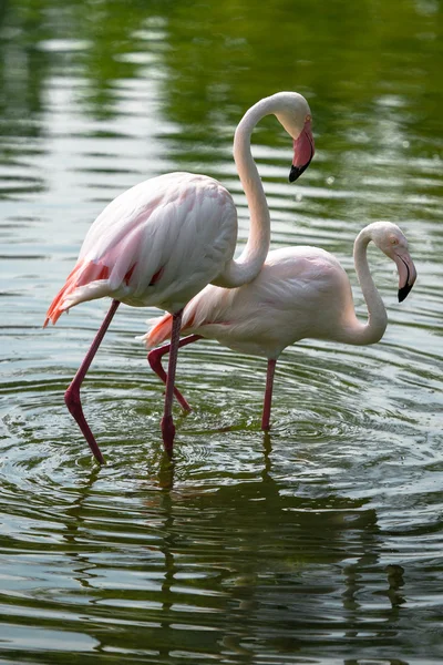 Flamingo Couple — Stock Photo, Image