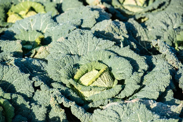 Cabbage on a field — Stock Photo, Image