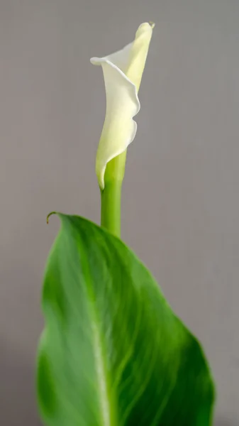 White Calla Lily — Stock Photo, Image