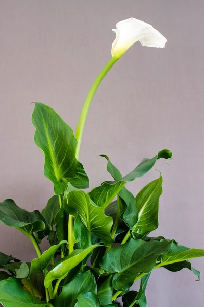 White Calla Lily — Stock Photo, Image