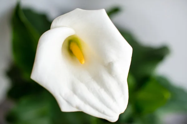 Giglio di calla bianca — Foto Stock