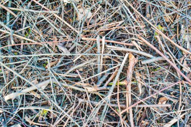 Kuru ağaç dalları