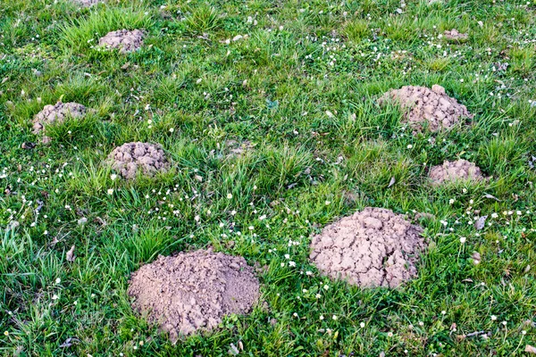 Molehill lawn — Stock Photo, Image