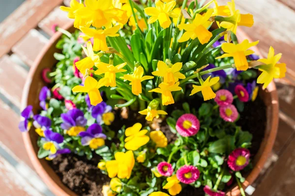 植木鉢に春の植物の配置状況 — ストック写真