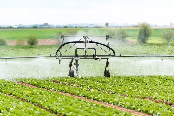 Watering lettuce fields — Stock Photo, Image