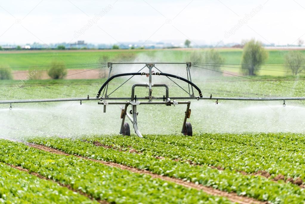 Watering lettuce fields