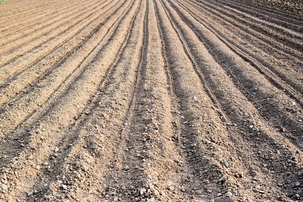 Batatas recém-plantadas — Fotografia de Stock