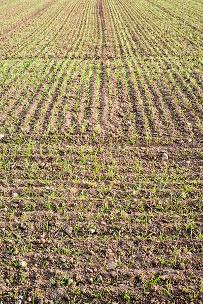 Frische Pflanzen im Plantagenfeld — Stockfoto