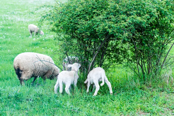 Aranyos juhok család — Stock Fotó