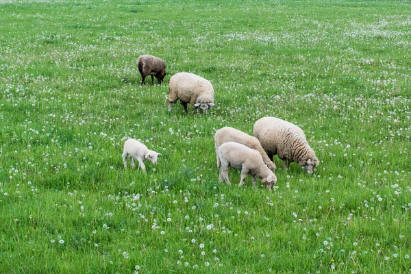 Aranyos juhok család — Stock Fotó