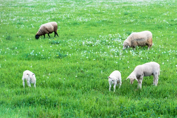 Söta får familjen — Stockfoto