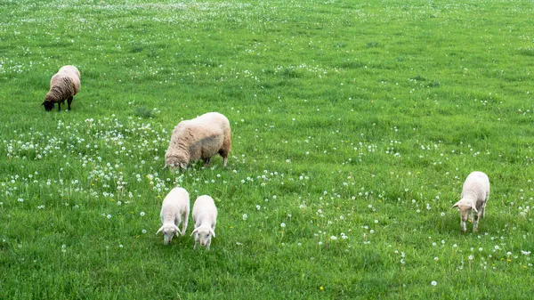 Linda familia de ovejas — Foto de Stock