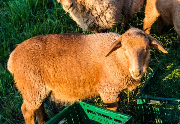 Sheeps being fed — Stock Photo, Image