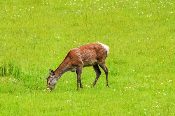 Genç geyik besleme — Stok fotoğraf