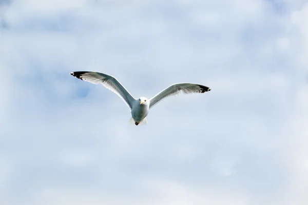 Gabbiano aringa europea — Foto Stock