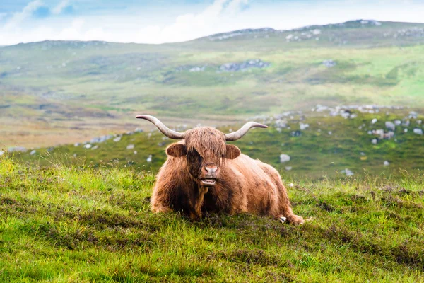 Descansando vaca escocesa Highland — Fotografia de Stock