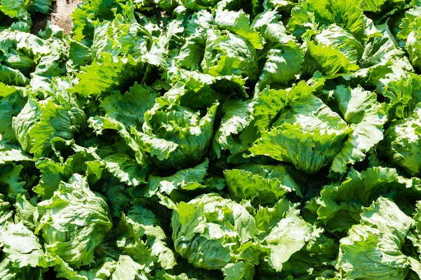 Linhas de salada — Fotografia de Stock