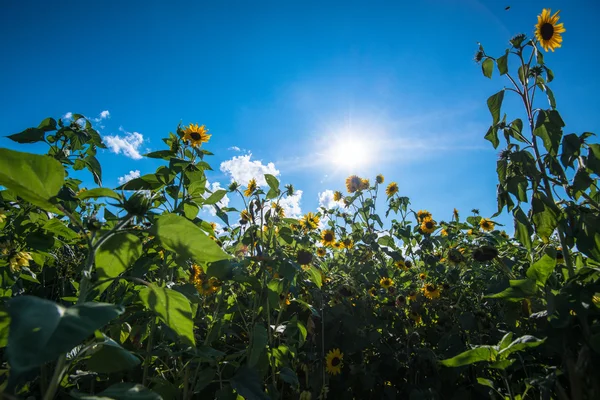 Campo de girasol con gran sol —  Fotos de Stock