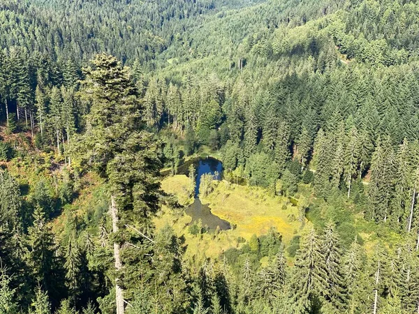 Jezero Ellbachsee Černý Les Německo Pohled Vyhlídkové Plošiny Ellbachseeblick Nedaleko — Stock fotografie