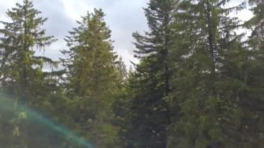 Forest Aerial - İHA uçuş kaydı.