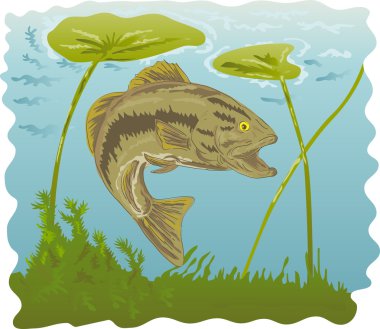 çipura levrek atlama