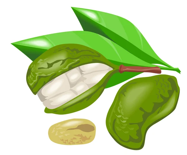 Kola Nut Fruit Rétro — Image vectorielle