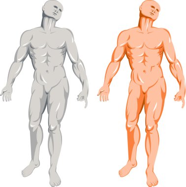 İnsan anatomisi bir erkeğin ayakta durduğunu gösteriyor