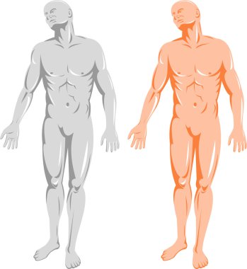 İnsan anatomisi bir erkeğin ayakta durduğunu gösteriyor