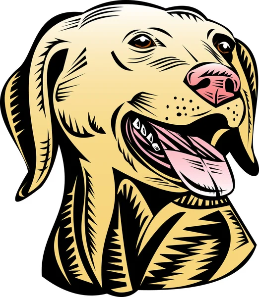 Cabeza de perro labrador retriever dorado — Archivo Imágenes Vectoriales