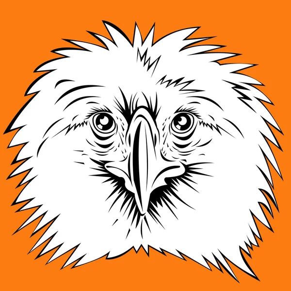 Philippine Eagle head — Stock Vector