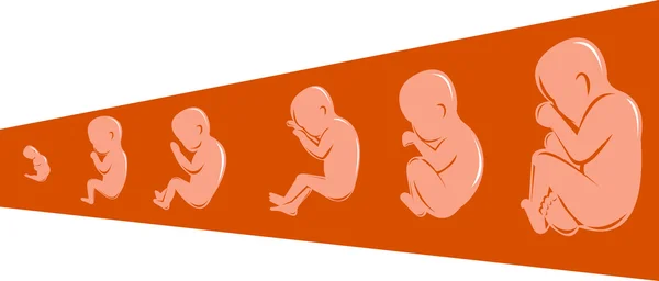 Mänskliga foster från 8 till 40 veckor — Stock vektor