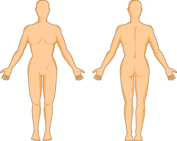 여성 서 보여주는 인체 해부학 — 스톡 벡터