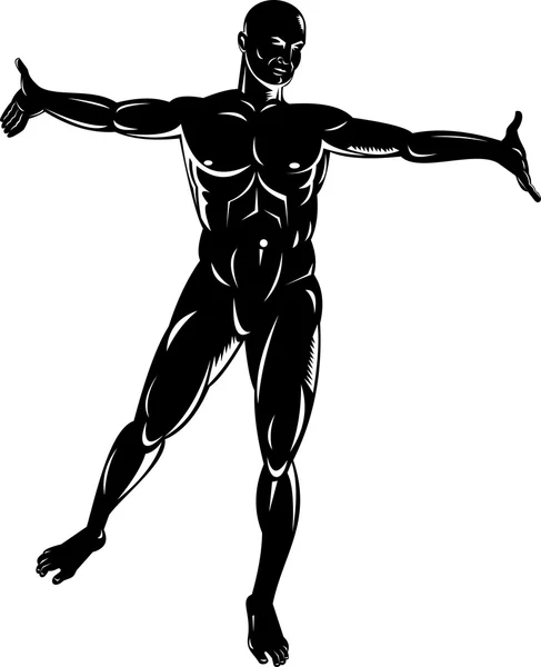 显示一个常设的男性人体解剖学 — 图库矢量图片