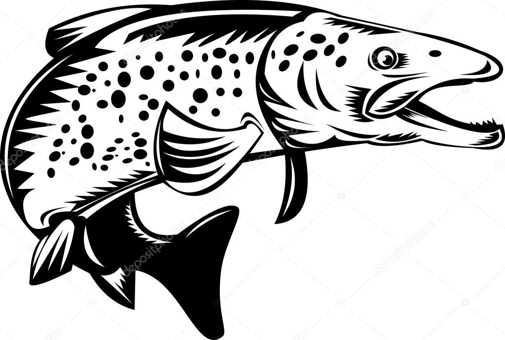 Spotted speckled trout fish jumping