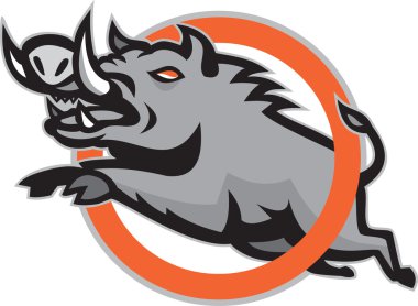 yaban domuzu yaban domuzu razorback daire atlama