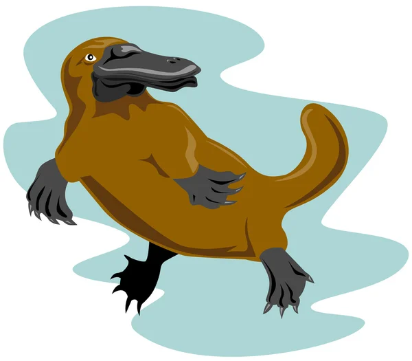 Platypus Front View — Stock Vector