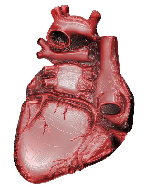 Órgano del corazón — Foto de Stock