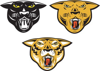 Panter büyük kedi hırıltı kafa izole