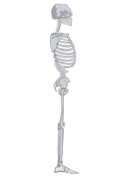 Mänskliga skelett sidan retro — Stock vektor
