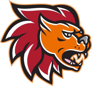 kızgın aslan büyük kedi baş tarafı