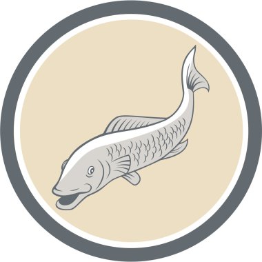 karikatür daire Yüzme alabalık