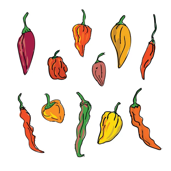 Drawing Sketch Style Illustration Collection Set Different Hot Chili Peppers — Stock Vector