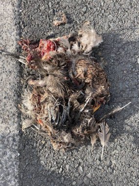 Yolda ölmüş bir ördeğin ya da yolda ölmüş bir hayvanın fotoğrafı..