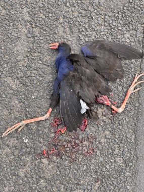 Yolun ortasında yatan ölü bir hayvan ya da ölü bir pukeko ya da Avustralyalı yüzgeçlinin fotoğrafı.